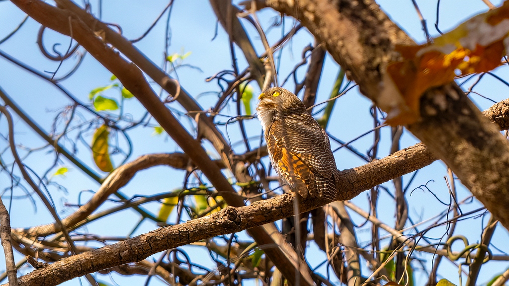 Jungle Owlet